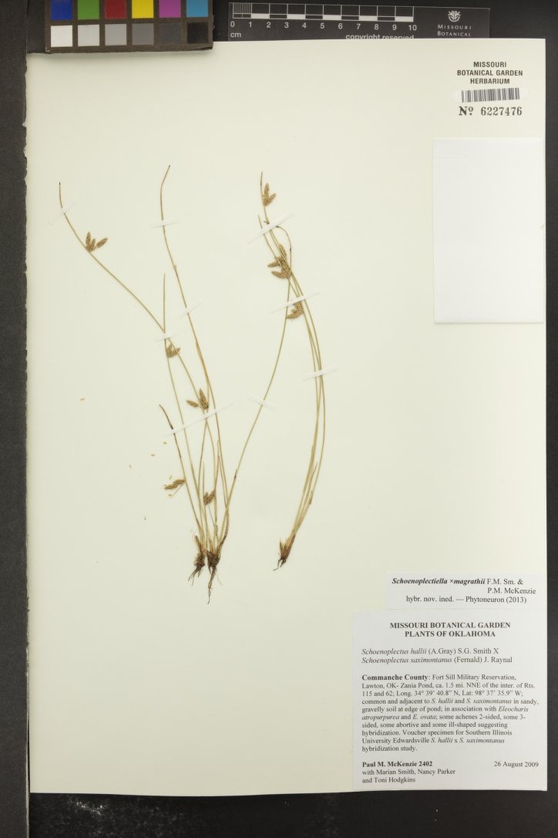 Schoenoplectiella × magrathii photo 4