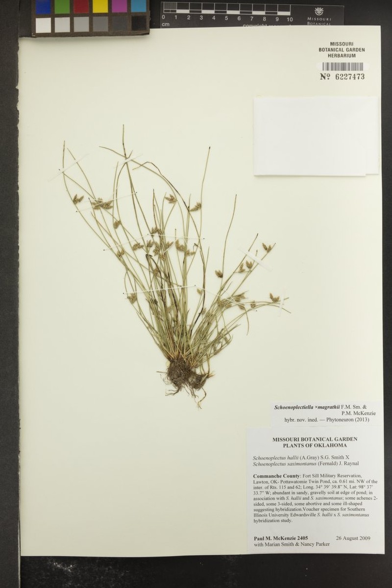 Schoenoplectiella × magrathii photo 5