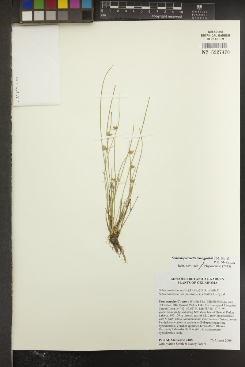 Schoenoplectiella × magrathii photo 6