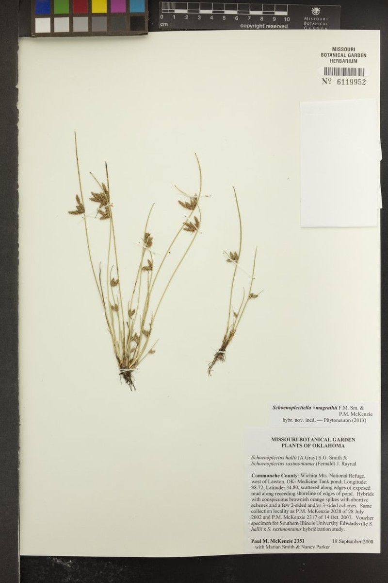 Schoenoplectiella × magrathii photo 7