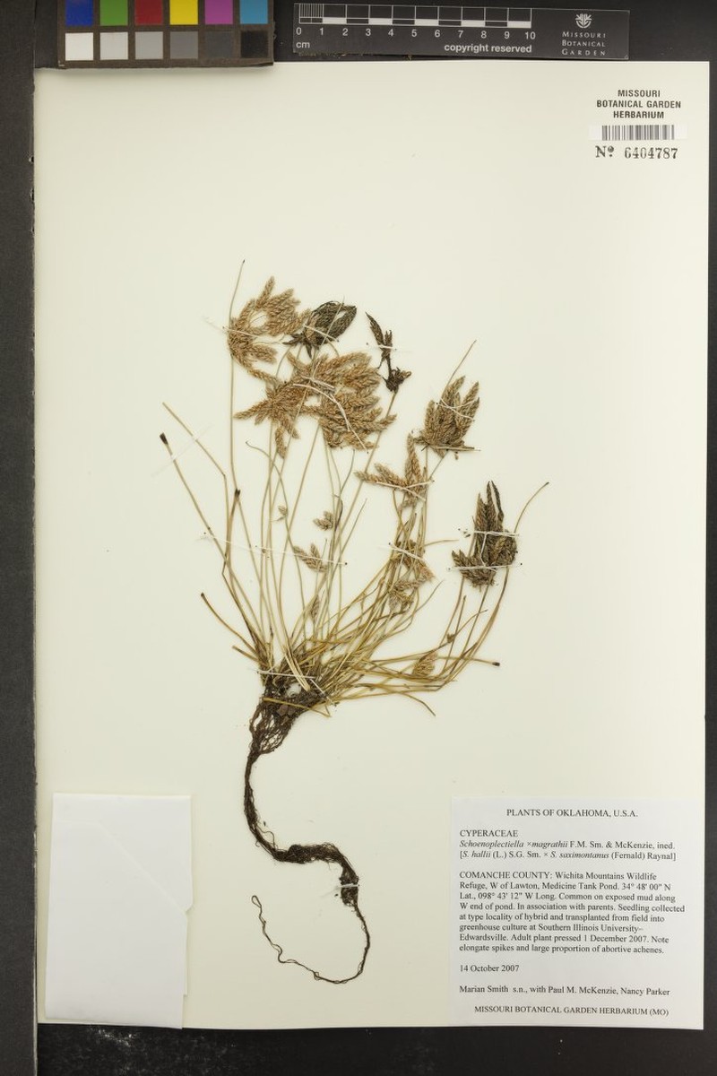 Schoenoplectiella × magrathii photo 8