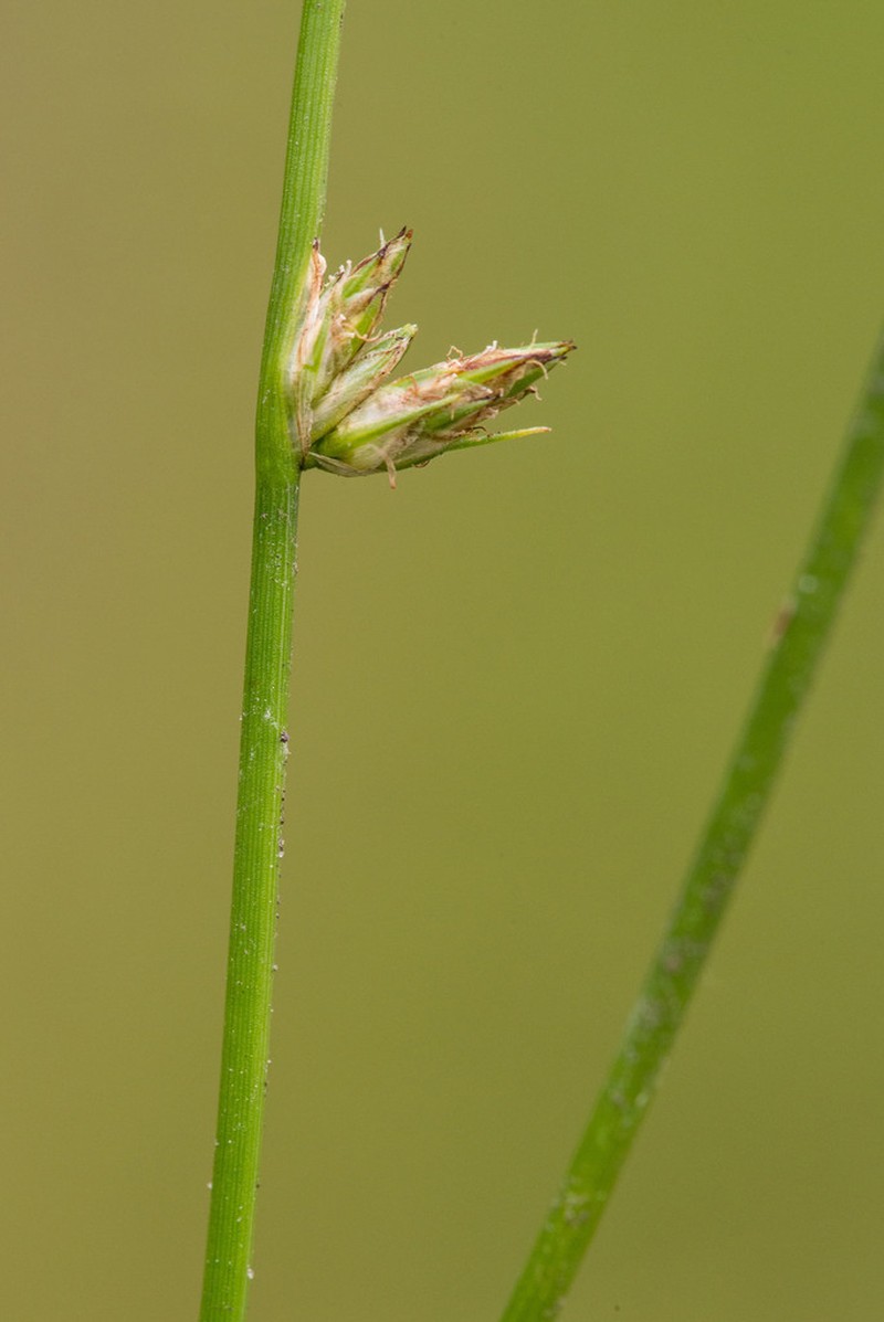 Sharpscale Bulrush