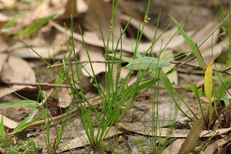 Sharpscale Bulrush photo 2