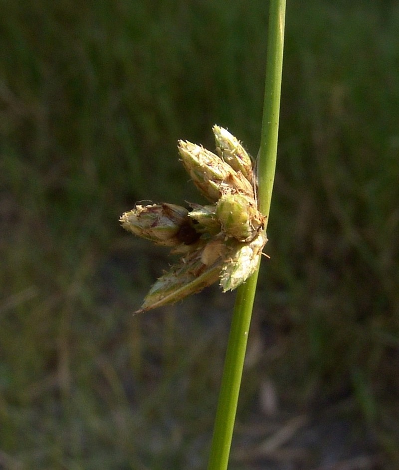 Sharpscale Bulrush photo 3