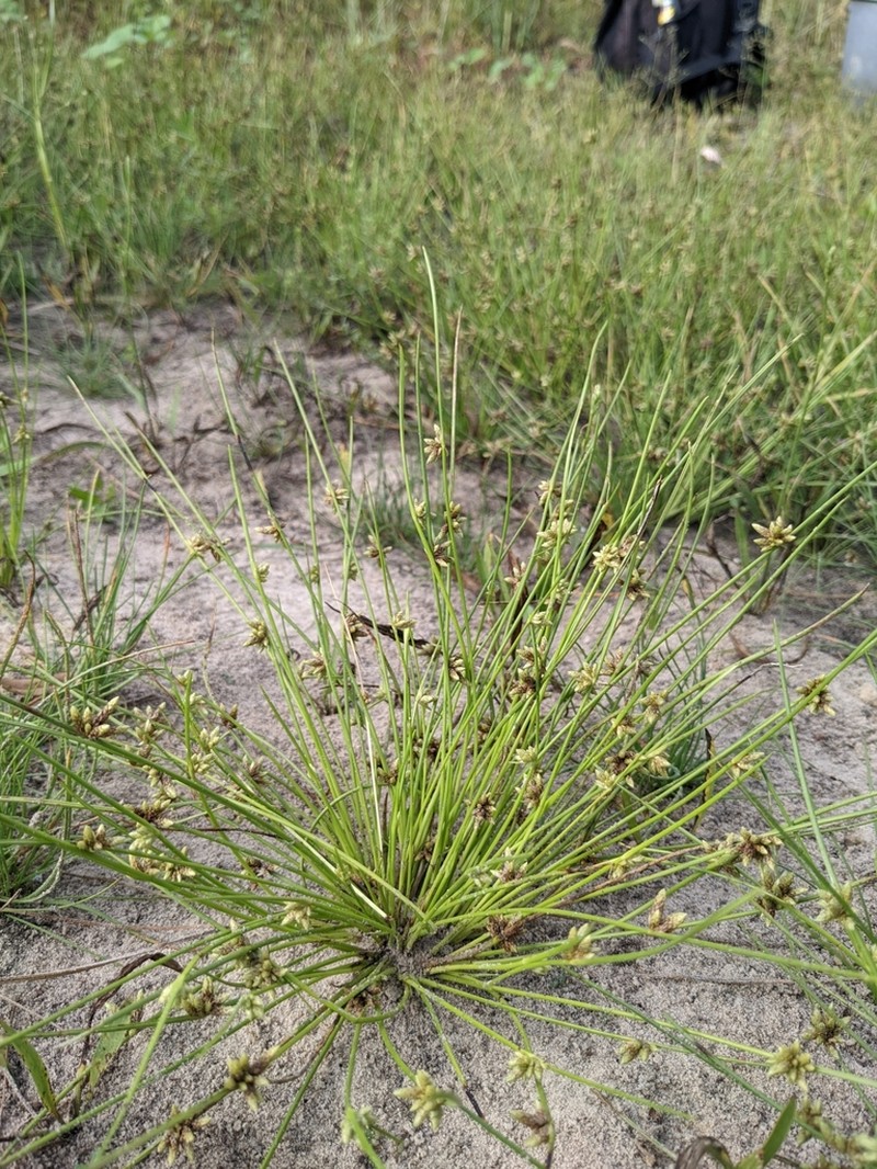 Sharpscale Bulrush photo 4