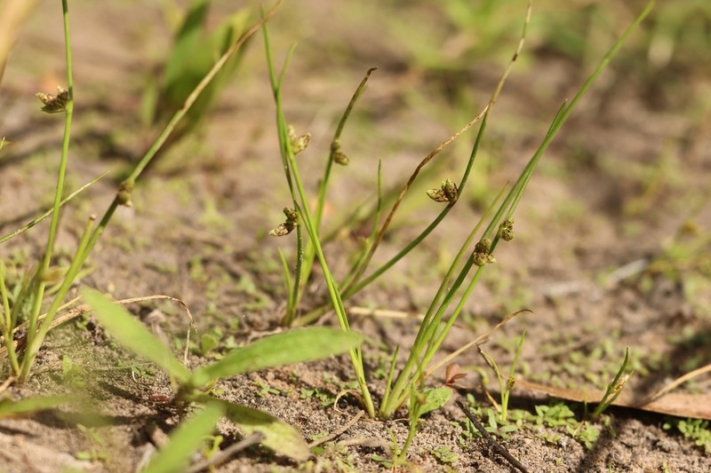 Sharpscale Bulrush photo 5