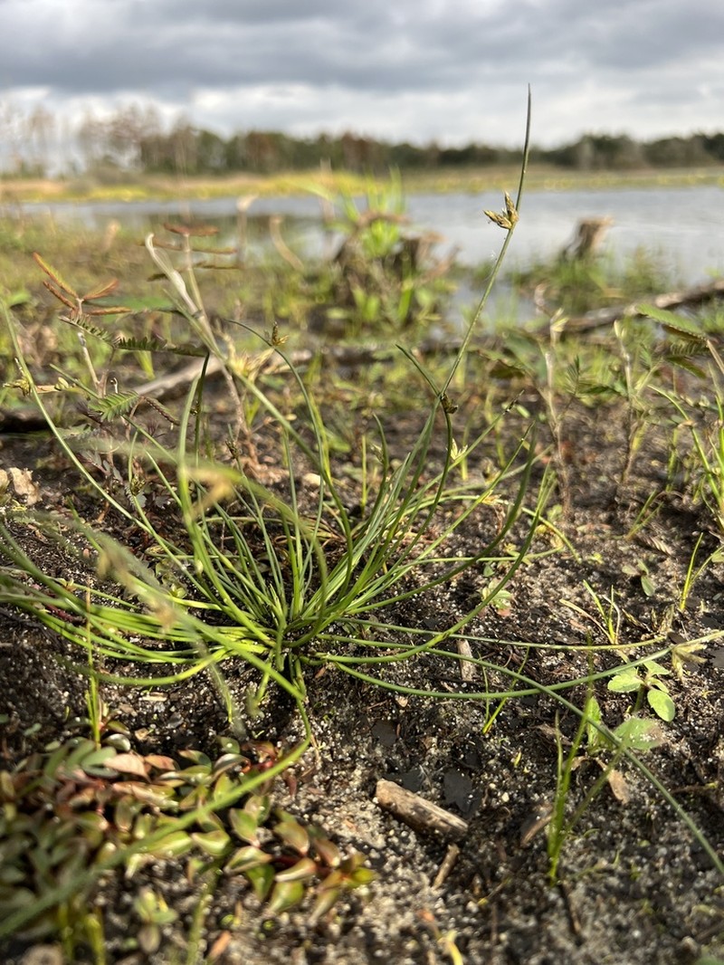 Sharpscale Bulrush photo 6