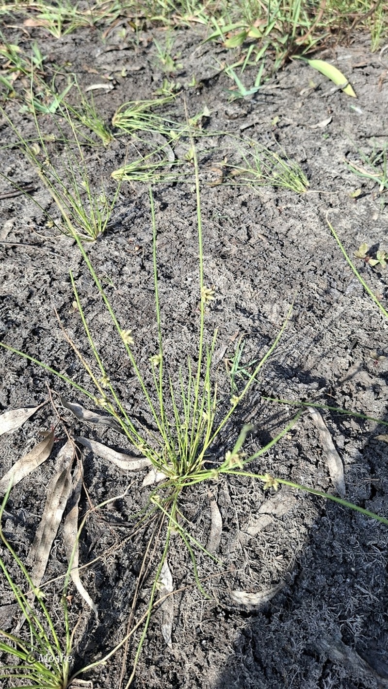 Sharpscale Bulrush photo 7
