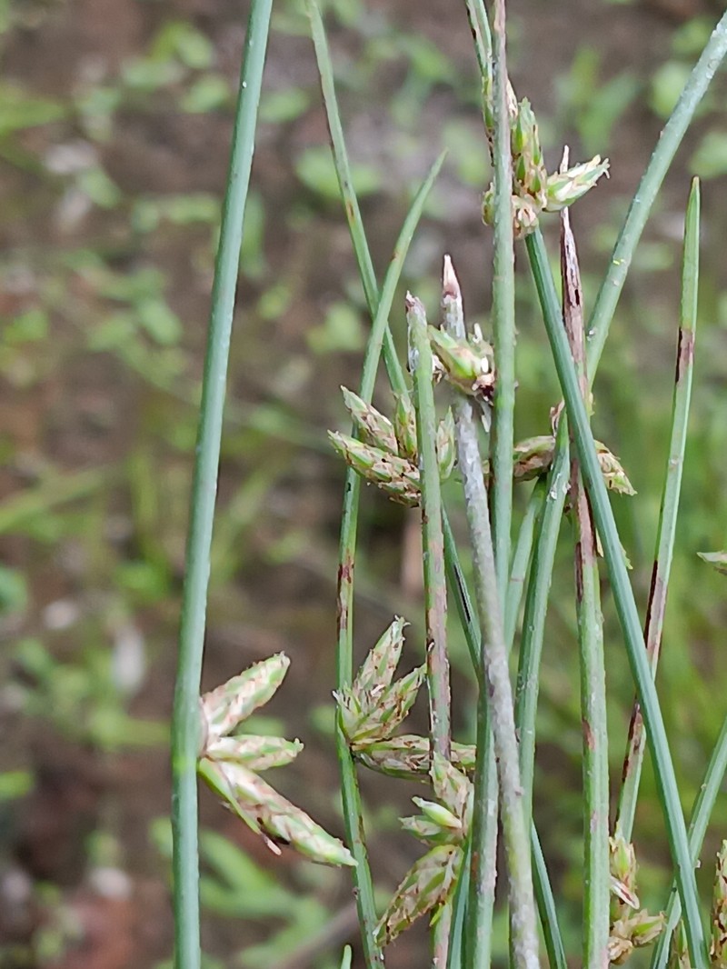 Schoenoplectiella erecta subsp. raynalii