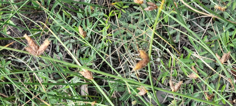 Schoenoplectiella erecta subsp. raynalii photo 2