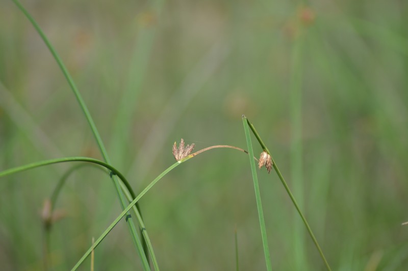 Schoenoplectiella erecta subsp. raynalii photo 3