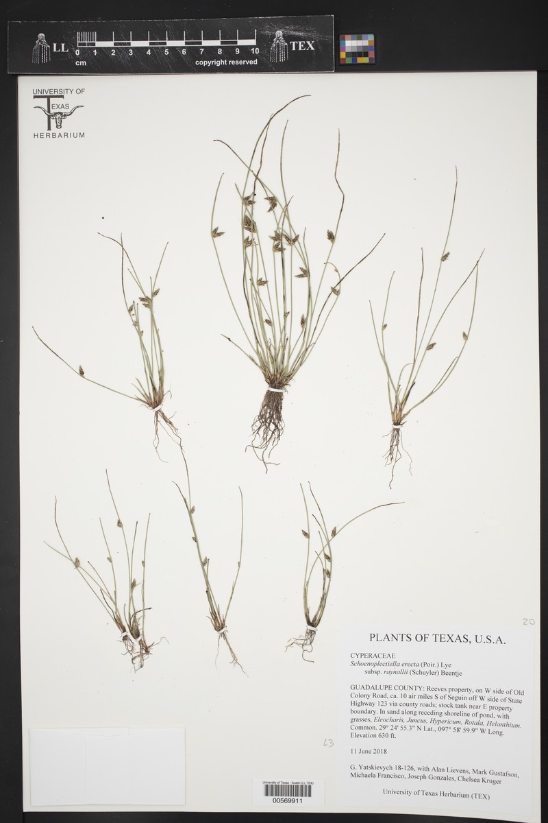 Schoenoplectiella erecta subsp. raynalii photo 4