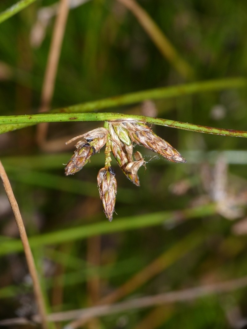Hall's Bulrush photo 3