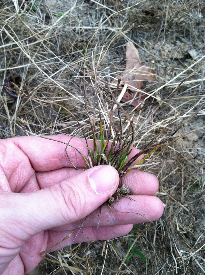Hall's Bulrush photo 4