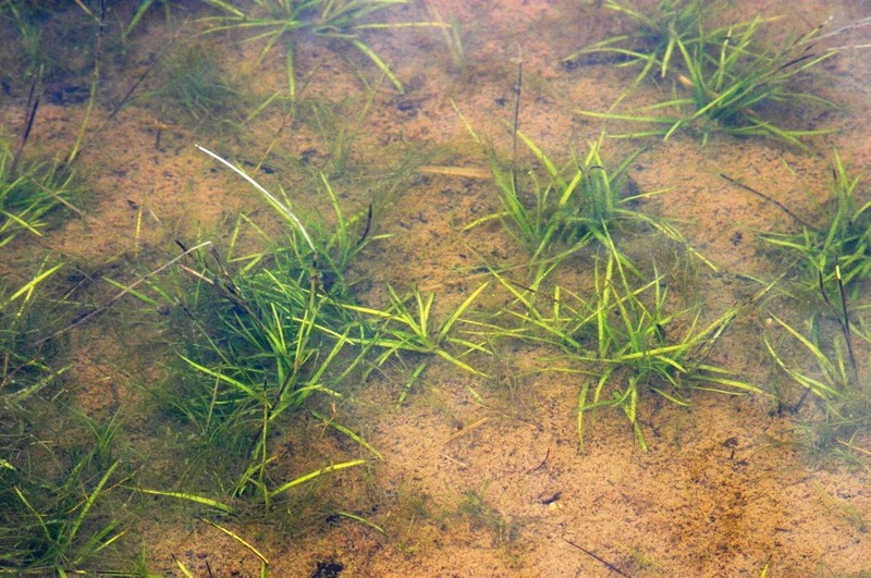 Hall's Bulrush photo 5