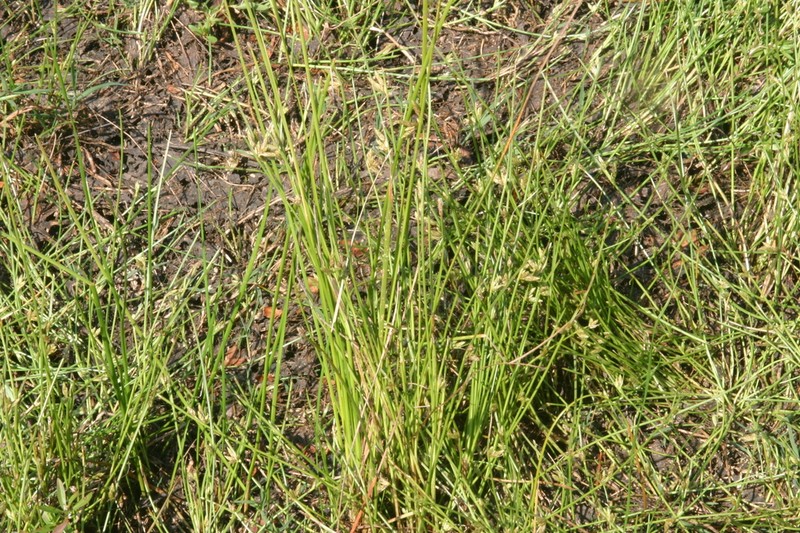 Hall's Bulrush photo 6