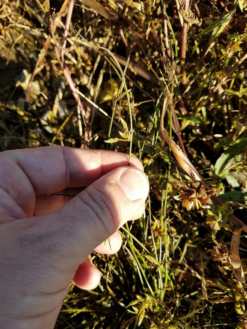 Hall's Bulrush photo 7