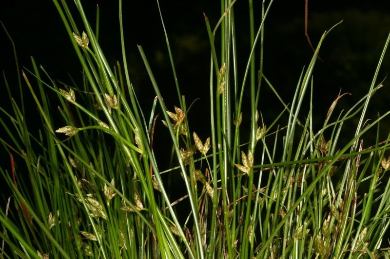 Hall's Bulrush photo 8