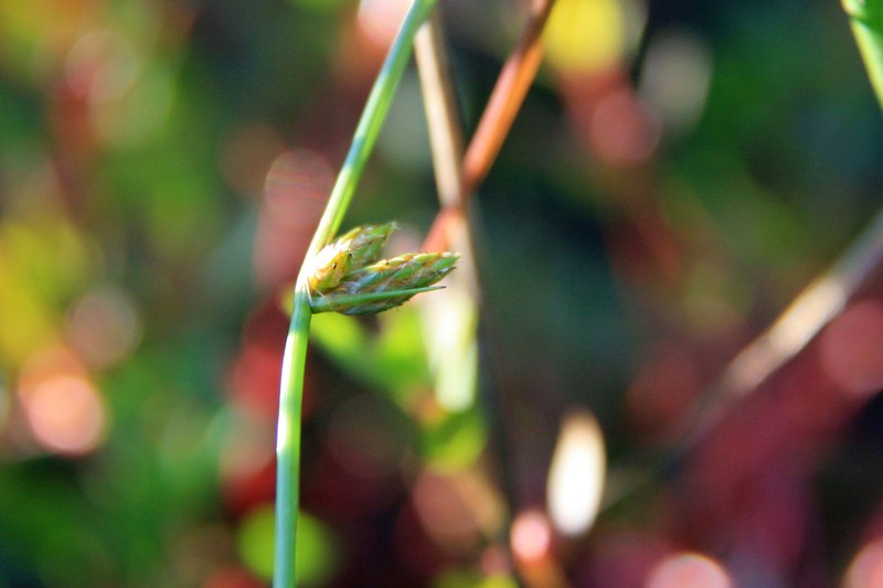 Hall's Bulrush photo 2