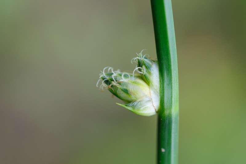Rock Bulrush photo 6
