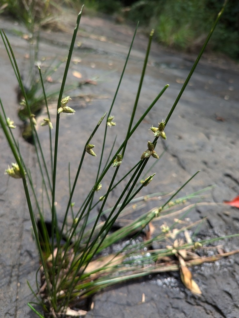 Rock Bulrush photo 7