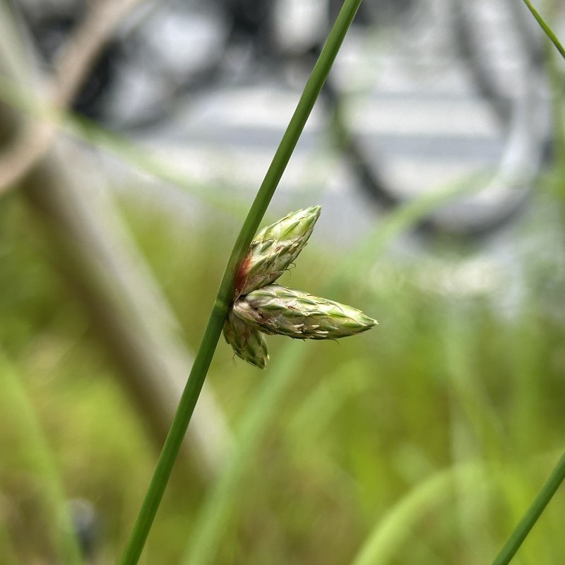 Rock Bulrush photo 8