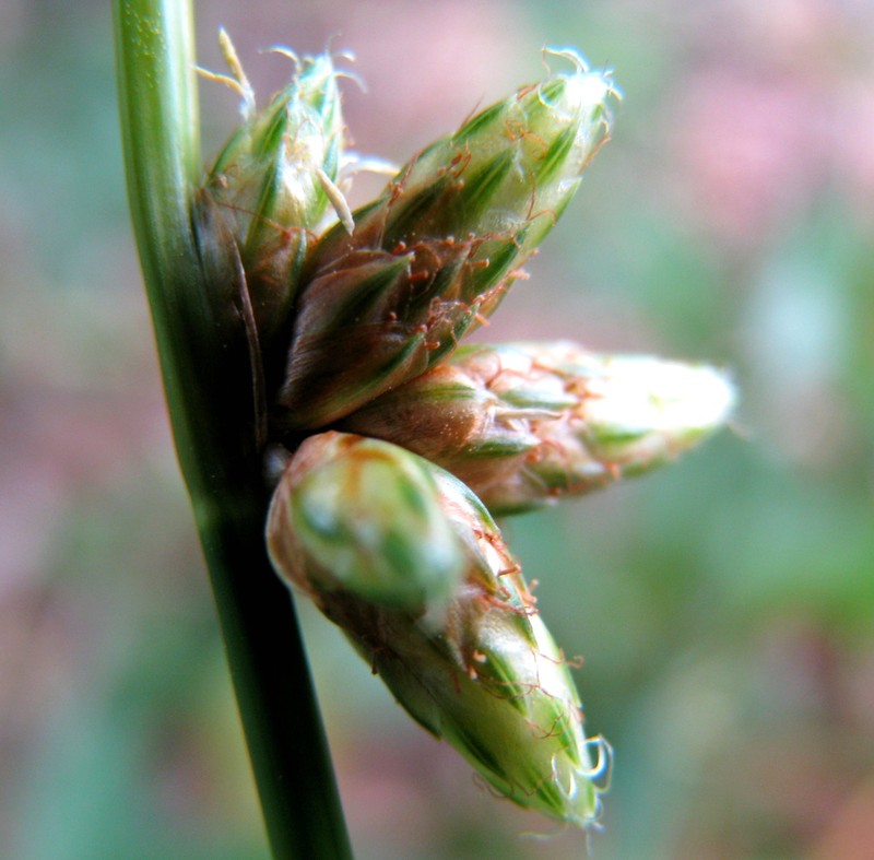 Rock Bulrush photo 2