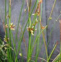 Rock Bulrush