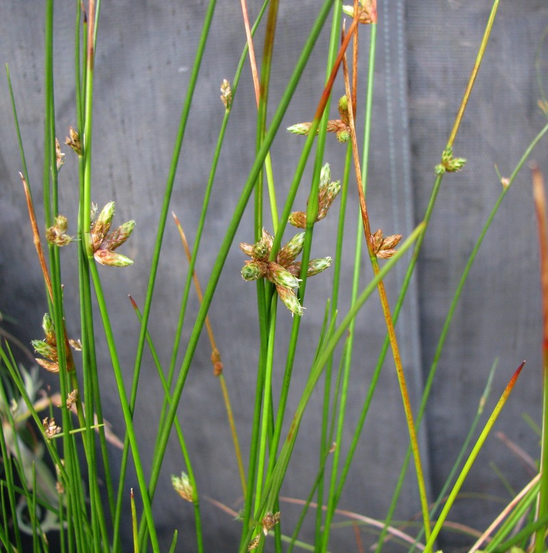 Rock Bulrush