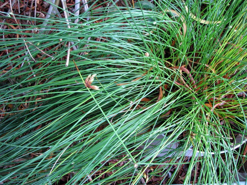 Rock Bulrush photo 3