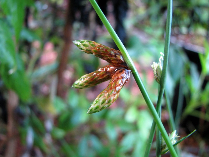 Rock Bulrush photo 4