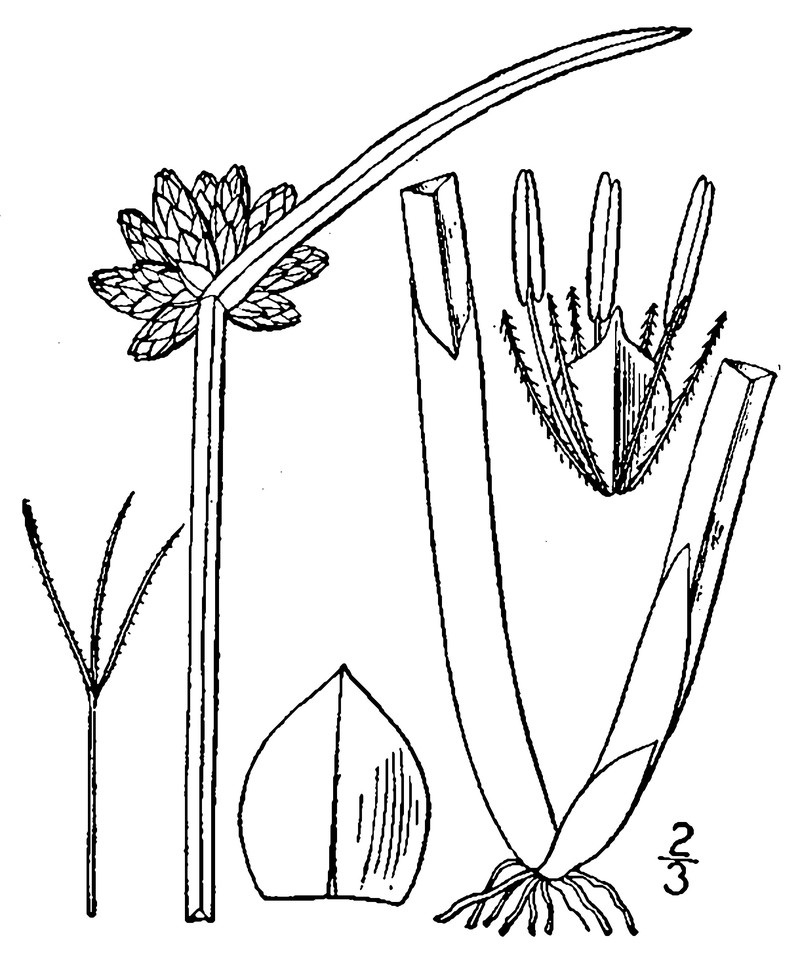 Bog Bulrush