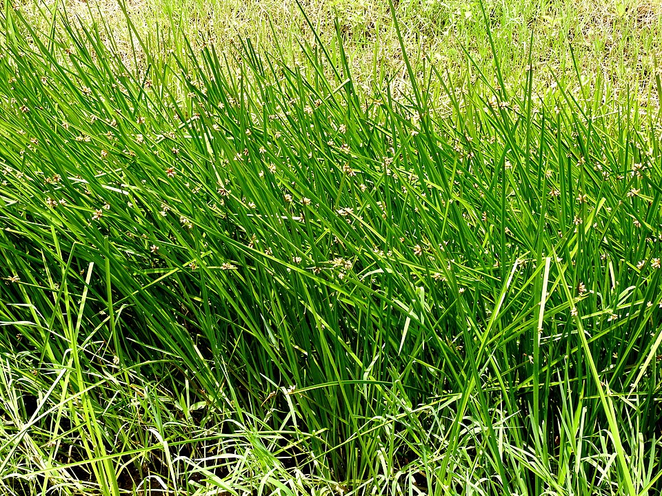 Bog Bulrush photo 5
