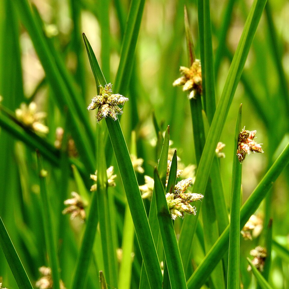 Bog Bulrush photo 6
