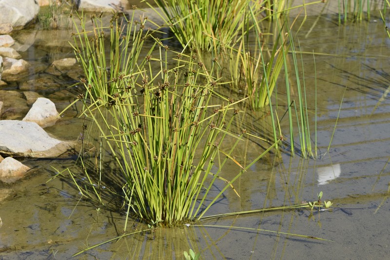 Bog Bulrush photo 2