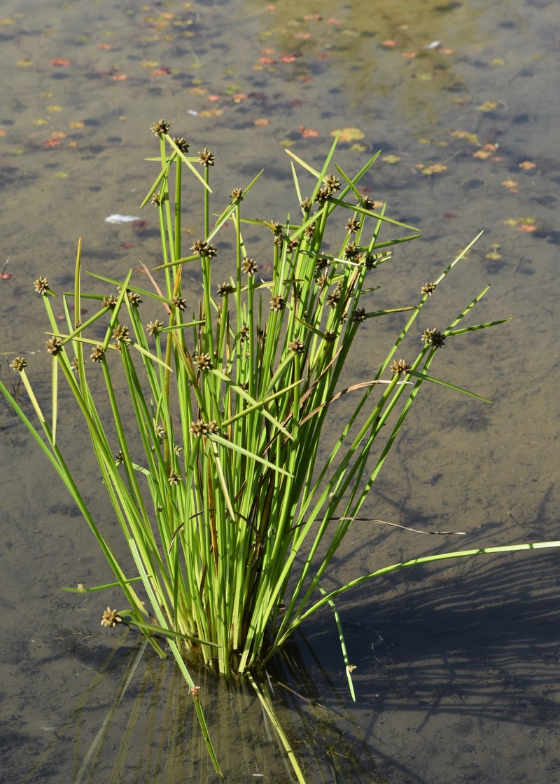 Bog Bulrush photo 3
