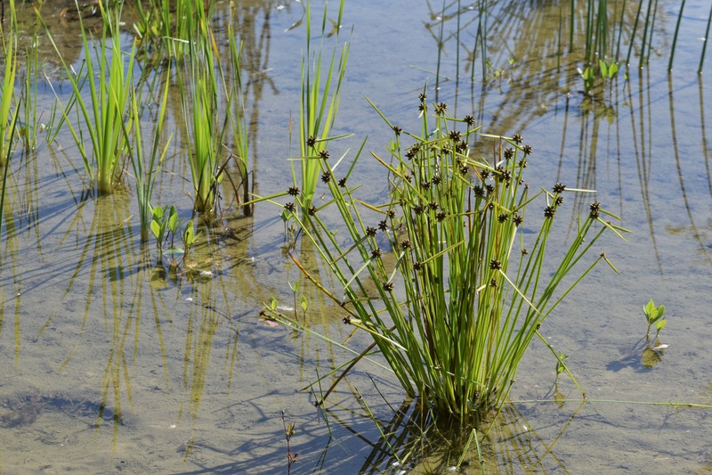 Bog Bulrush photo 4