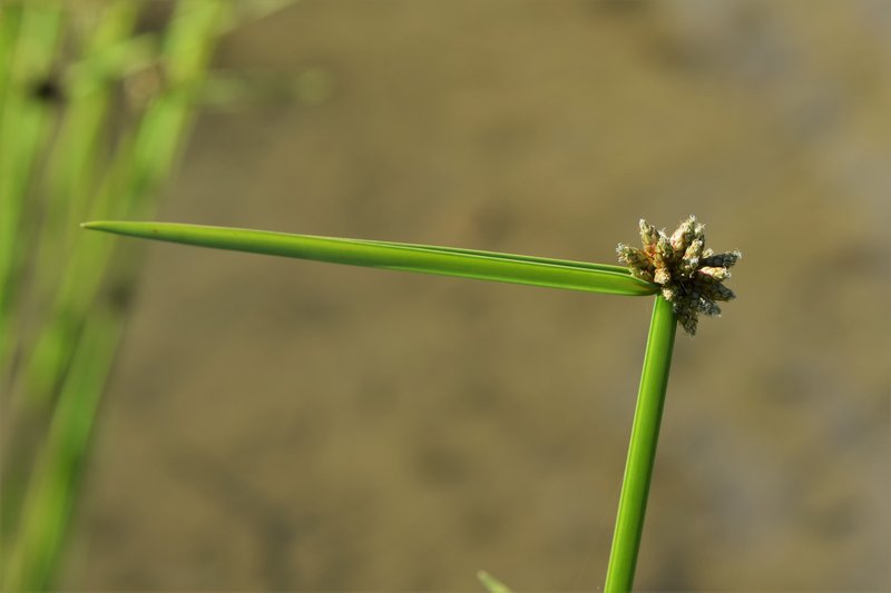 Bog Bulrush photo 7