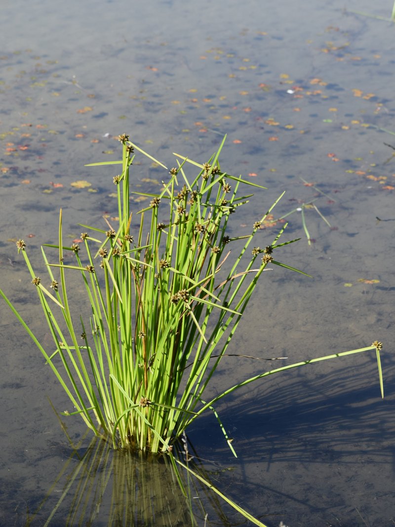 Bog Bulrush photo 8