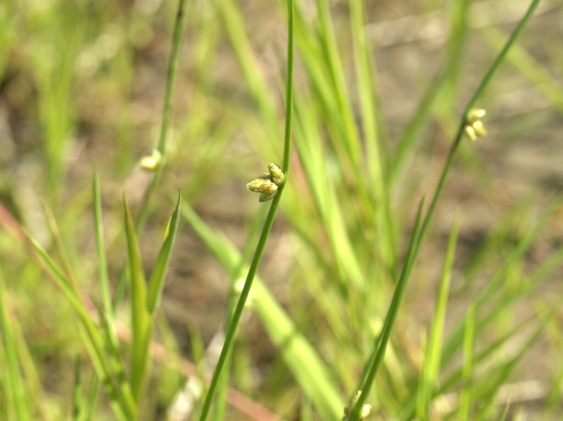Weakstalk Bulrush