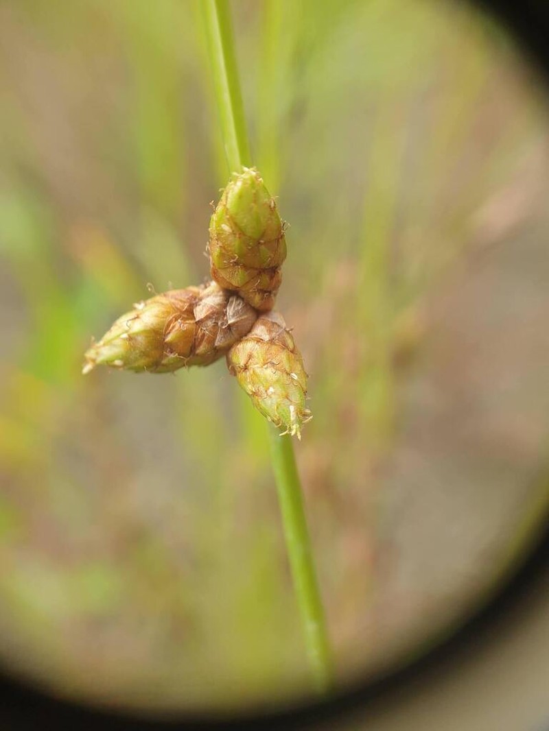 Weakstalk Bulrush photo 2