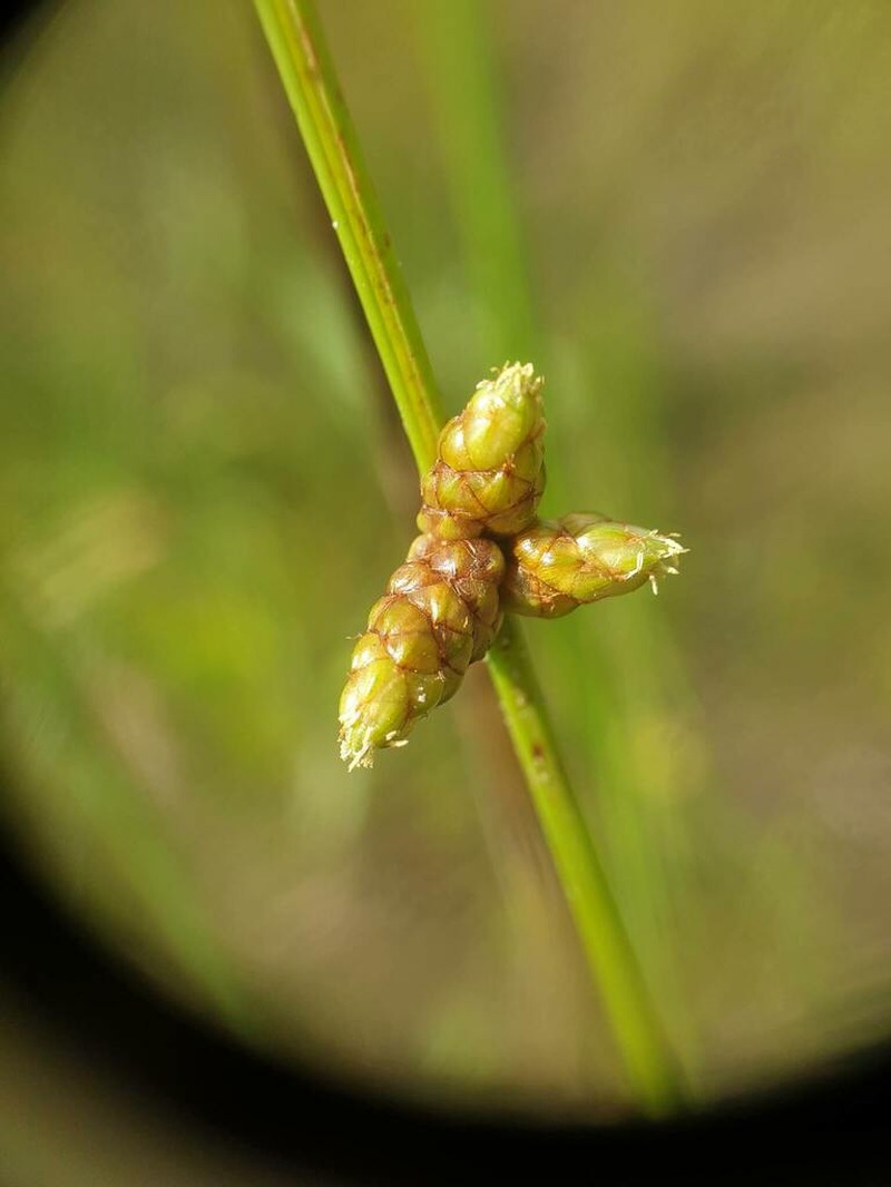 Weakstalk Bulrush photo 3