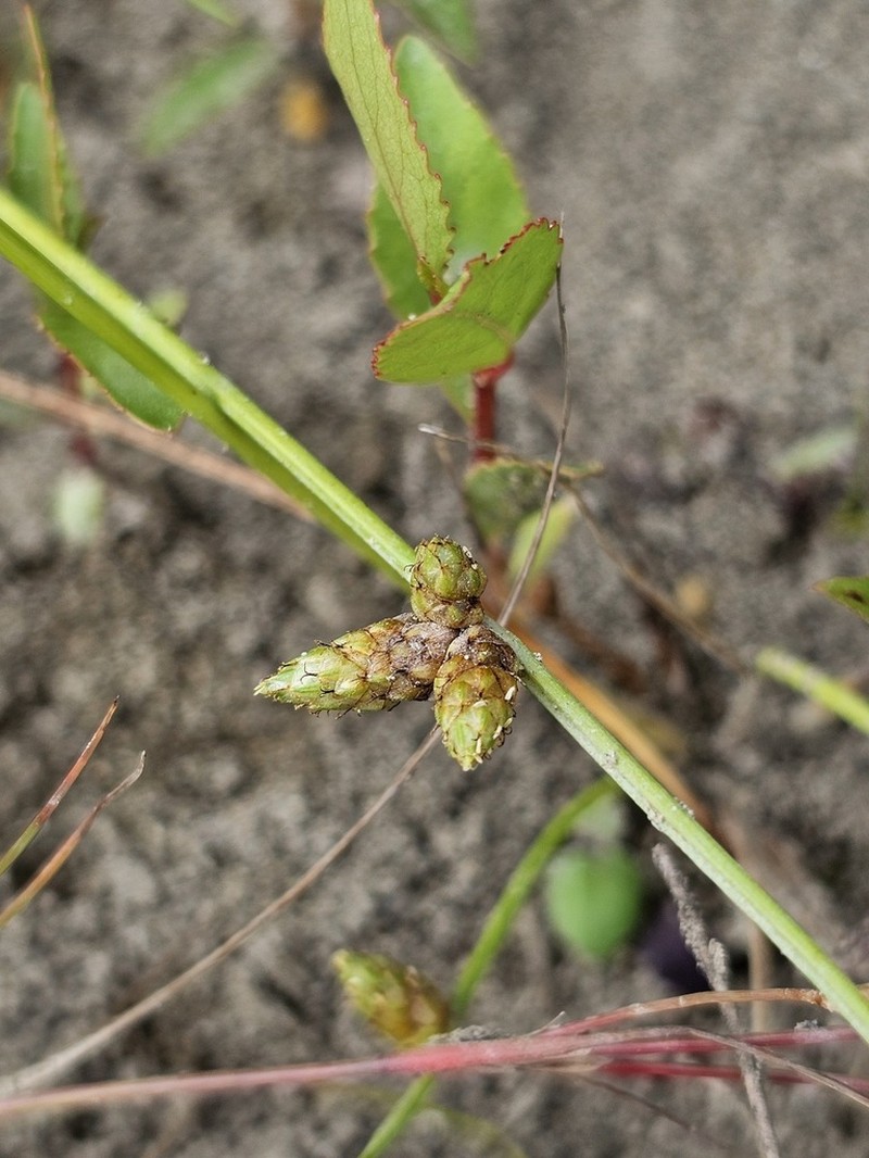 Weakstalk Bulrush photo 4