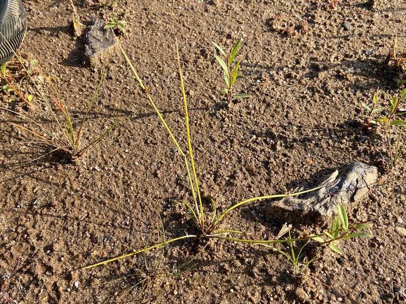 Weakstalk Bulrush photo 5