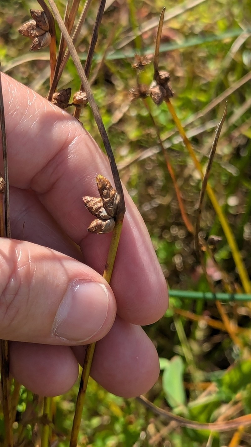Weakstalk Bulrush photo 6