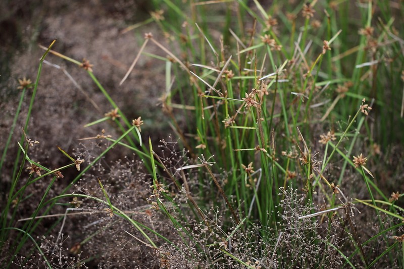Weakstalk Bulrush photo 7