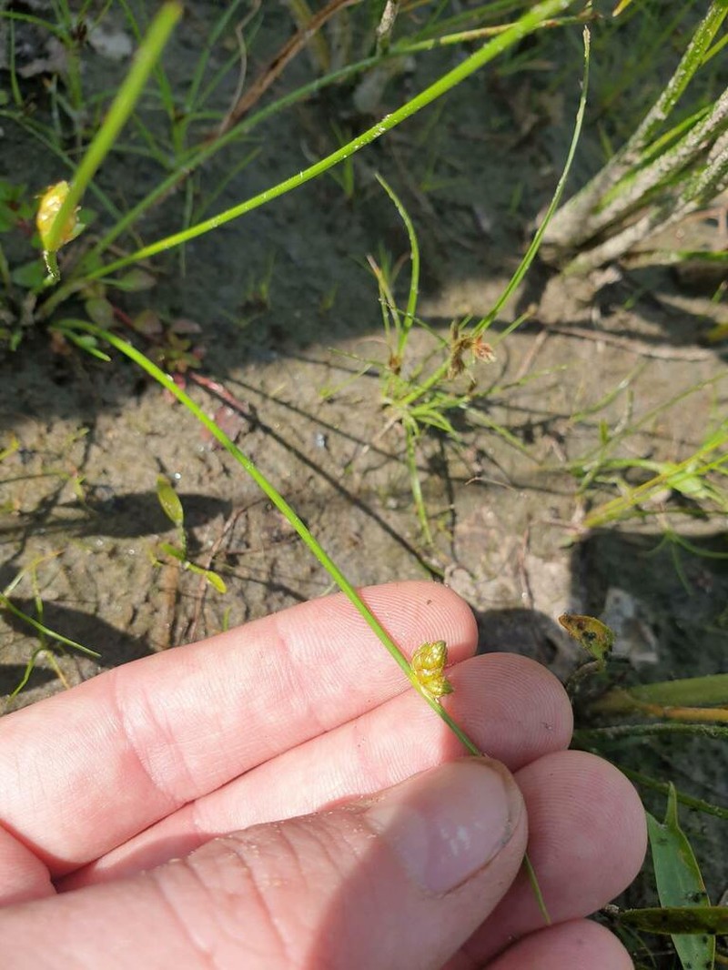 Weakstalk Bulrush photo 8