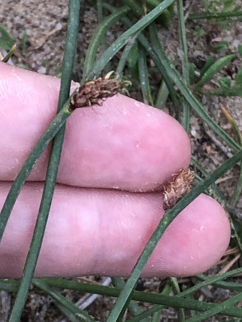 Rocky Mountain Bulrush