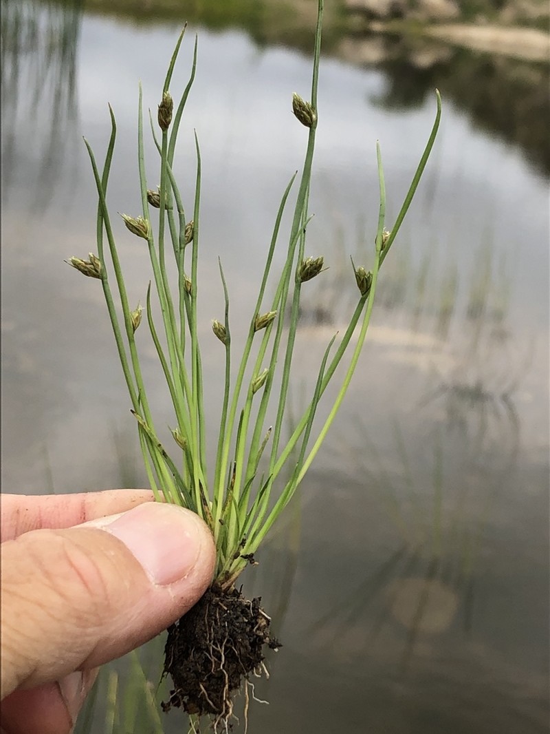 Rocky Mountain Bulrush photo 2