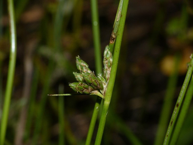 Rocky Mountain Bulrush photo 3
